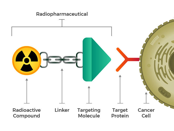 This illustration depicts a protein situated on the exterior of a cancer cell. The radioactive drug, alternatively termed a radiopharmaceutical, specifically homes in on this protein. Comprising three integral components, the drug's first segment is the head—a targeting molecule adept at securing onto the protein. Following this is a chemical linker that bridges the head to the tail. Finally, the tail consists of a radioactive atom. This atom administers radiation to the cancer cell, inducing a cessation of growth or cell death. (Image Source: National Cancer Institute)