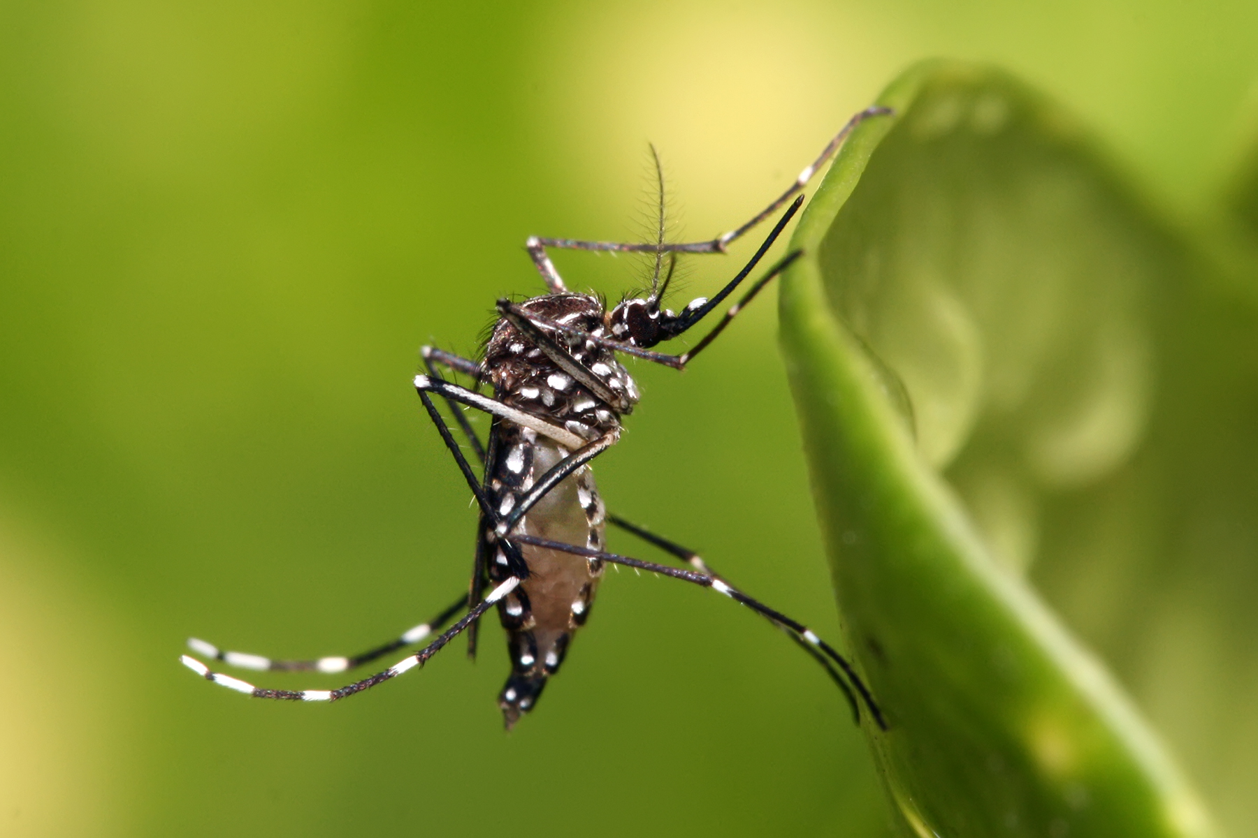 mosquito on leaf